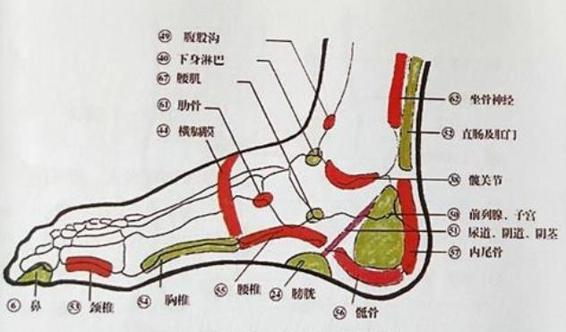 重庆专业反射疗法培训学校哪家好？